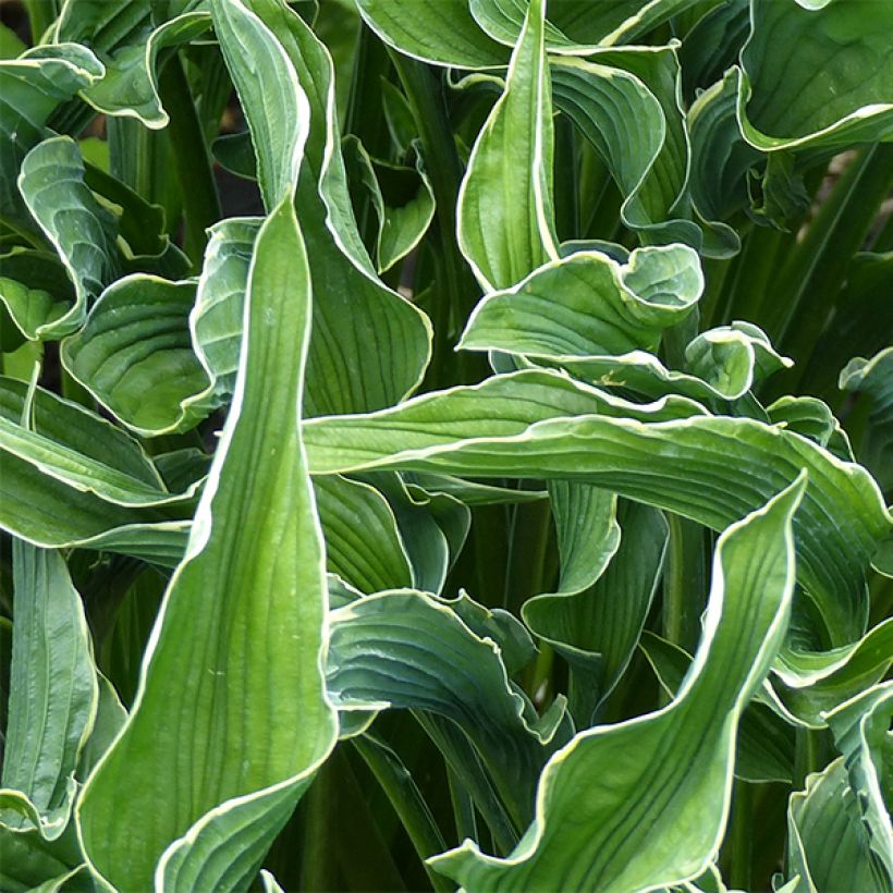 Hosta Praying Hands (Feuillage)