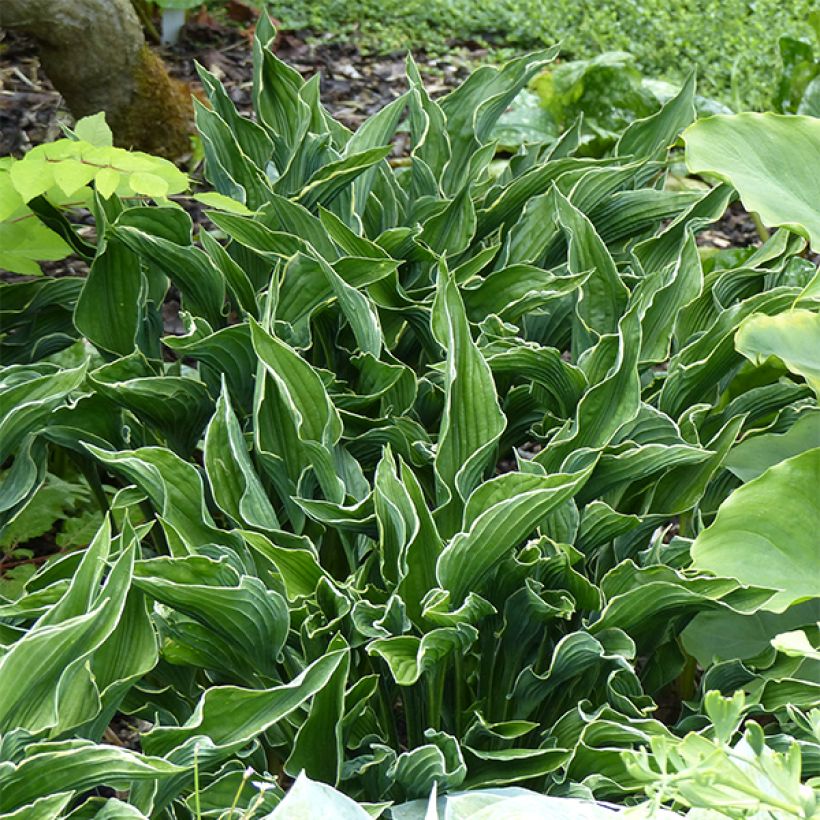 Hosta Praying Hands (Port)