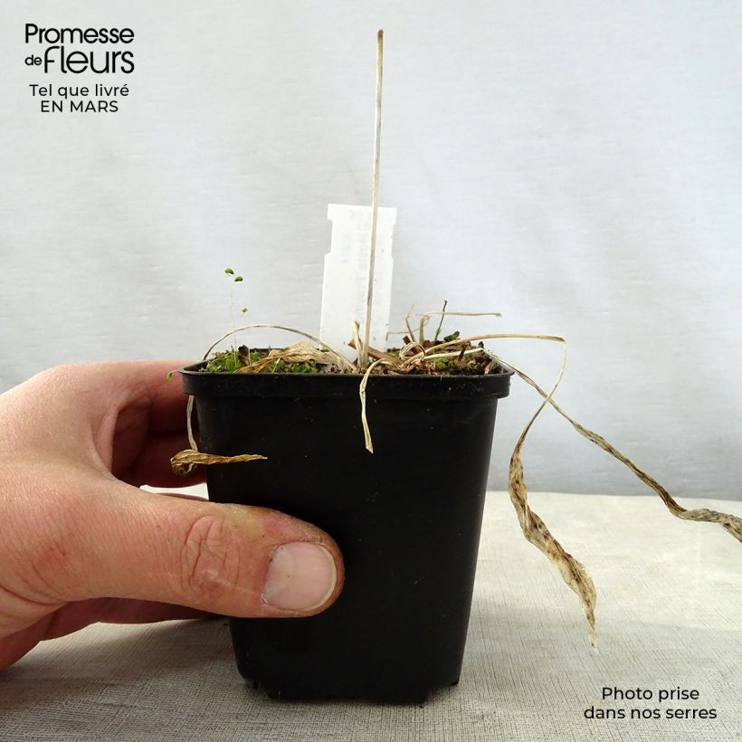 Spécimen de Hosta Praying Hands Godet de 9cm tel que livré au printemps