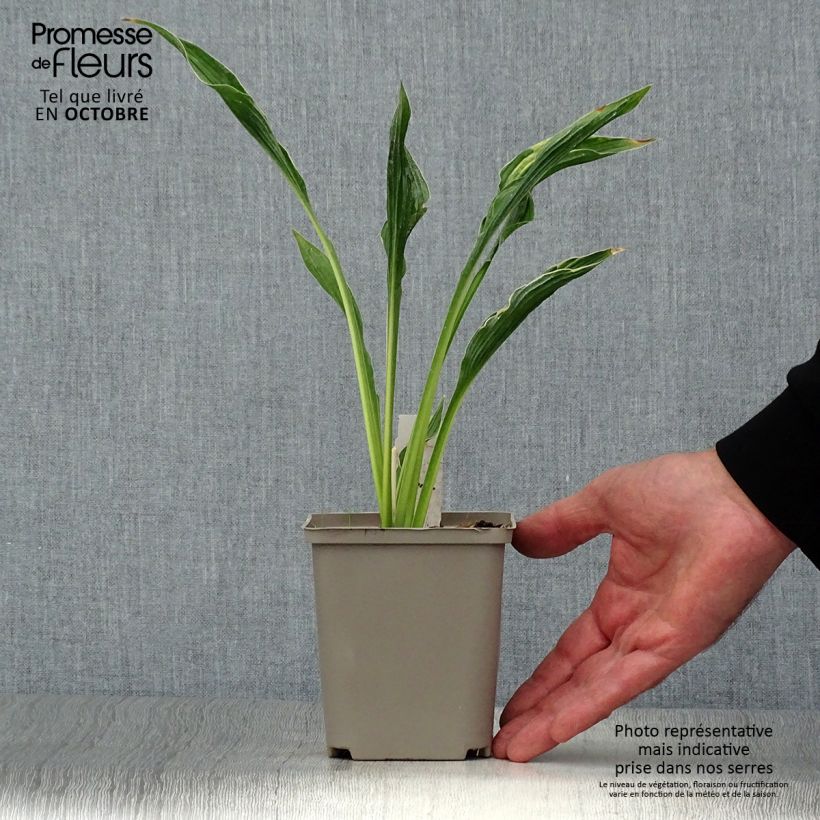 Spécimen de Hosta Praying Hands Godet de 8/9 cm tel que livré en automne