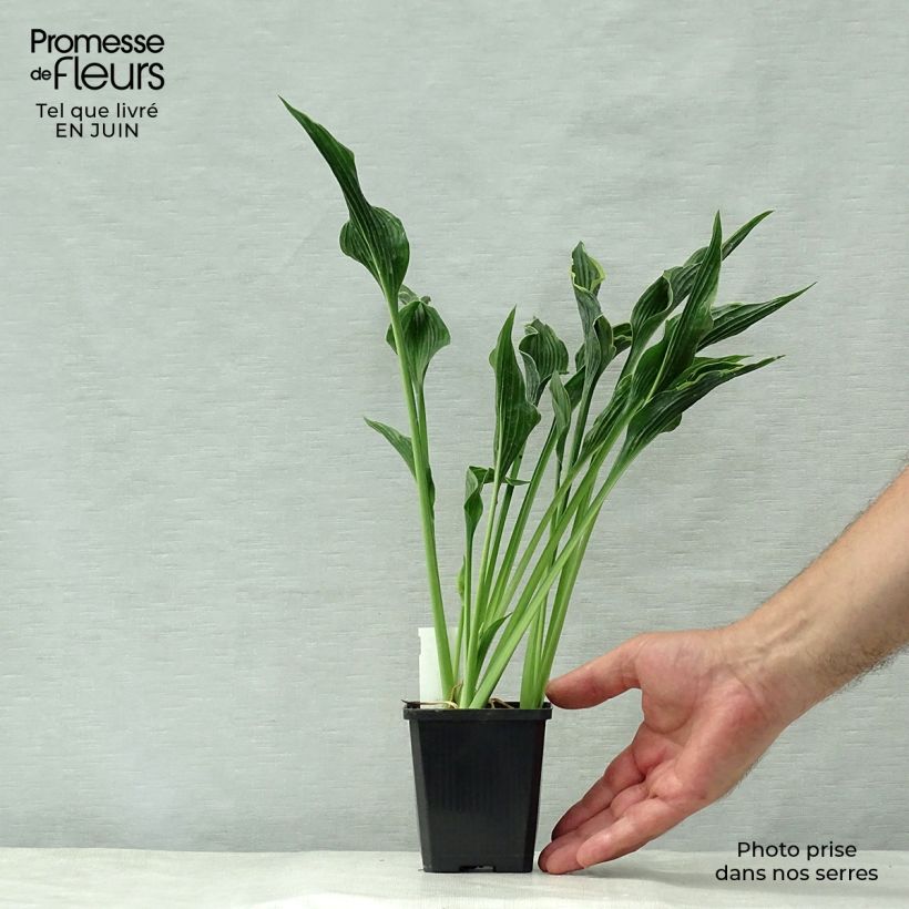 Spécimen de Hosta Praying Hands Godet de 8/9 cm tel que livré en été