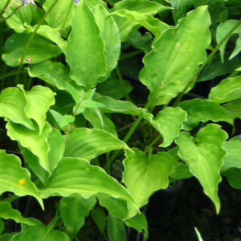 Hosta Purple Dwarf (Feuillage)