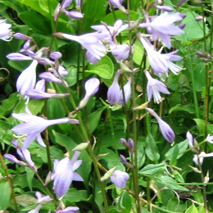 Hosta Purple Dwarf (Floraison)