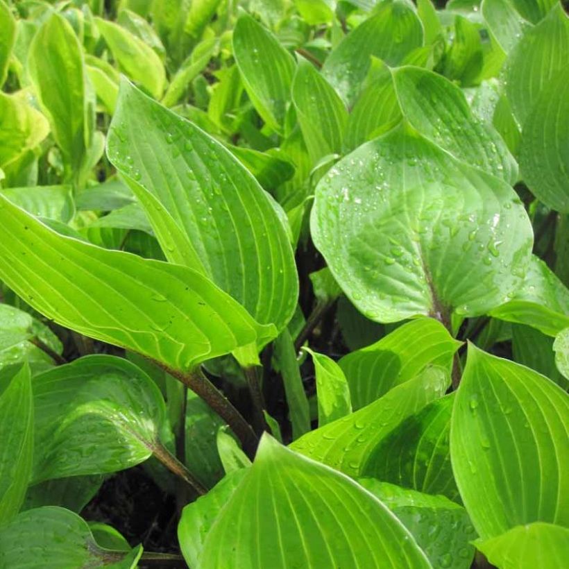 Hosta Purple Heart (Feuillage)