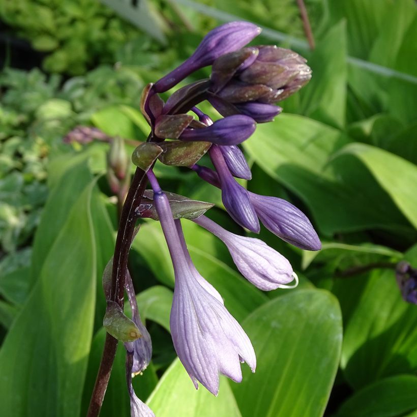 Hosta Purple Heart (Floraison)