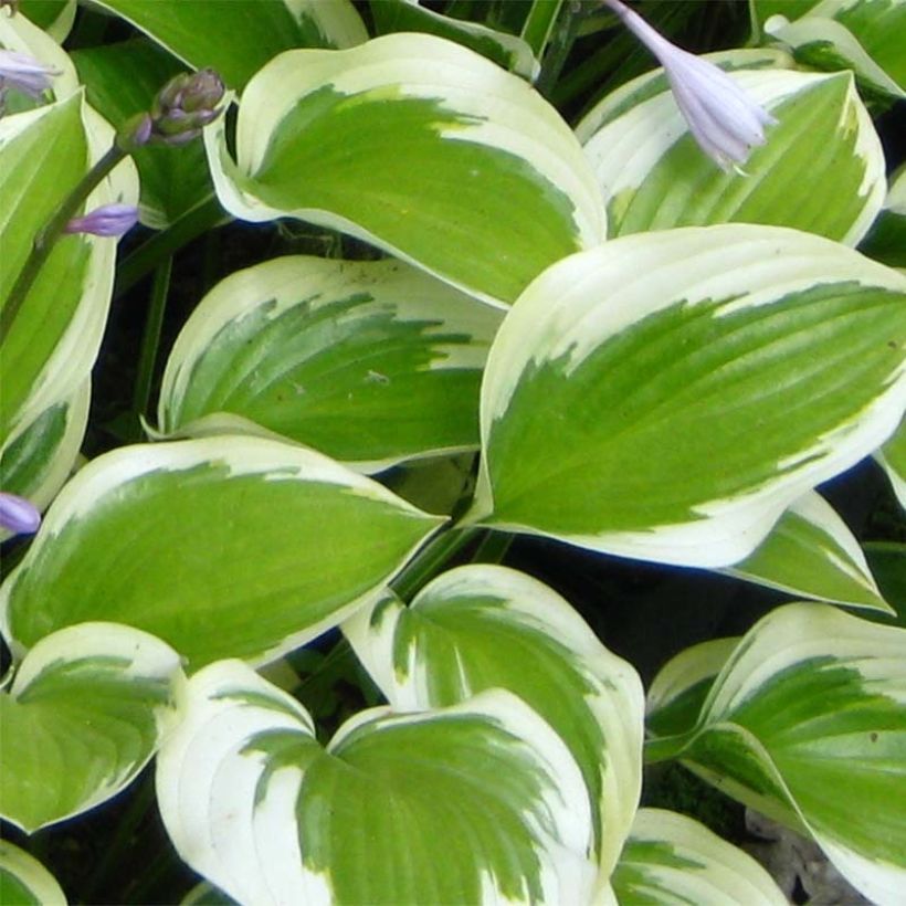 Hosta Queen Josephine (Feuillage)