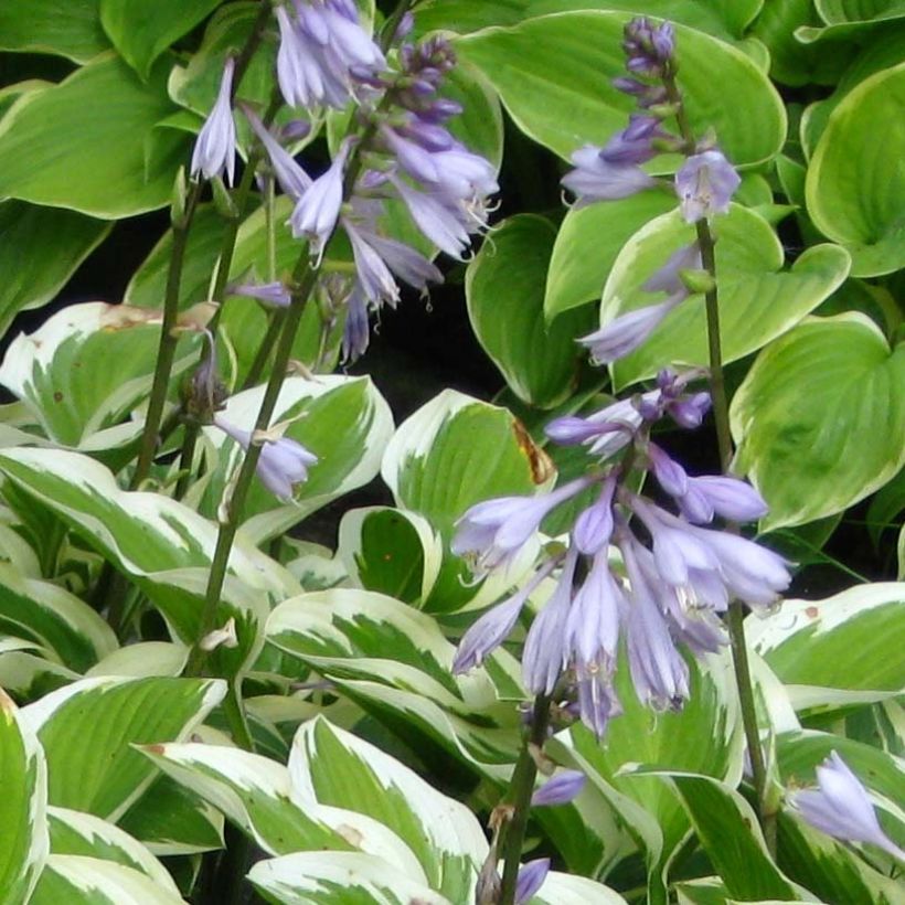 Hosta Queen Josephine (Floraison)