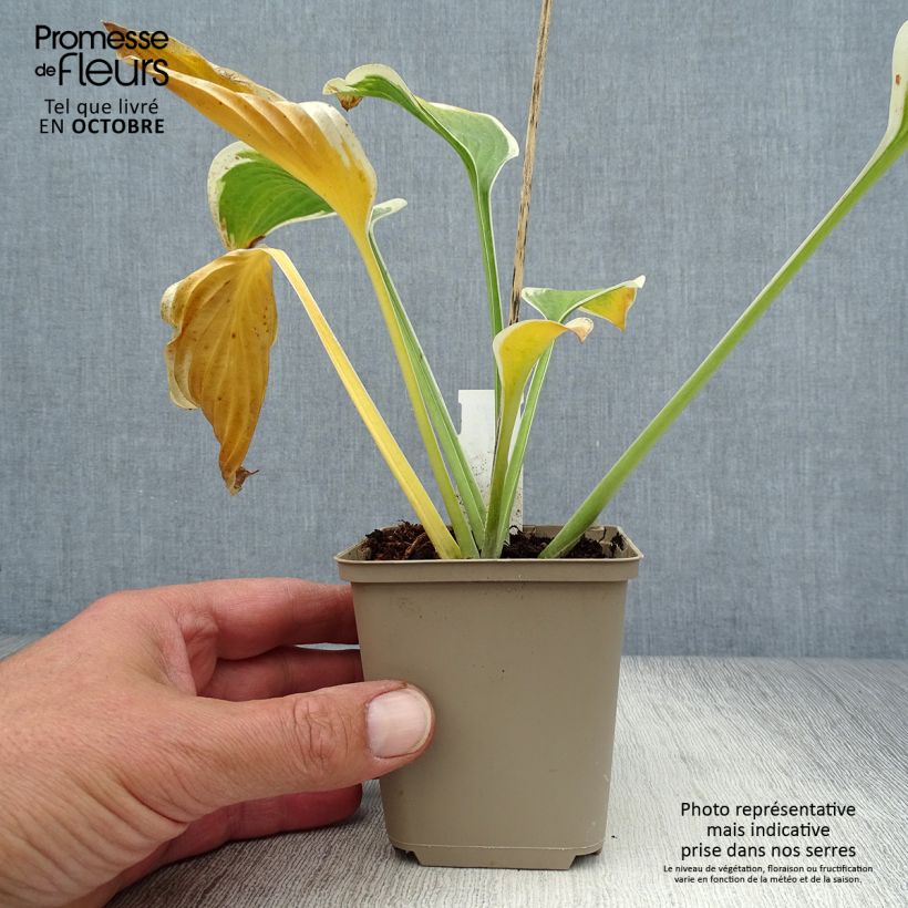 Spécimen de Hosta Queen Josephine Godet de 8/9 cm tel que livré en automne