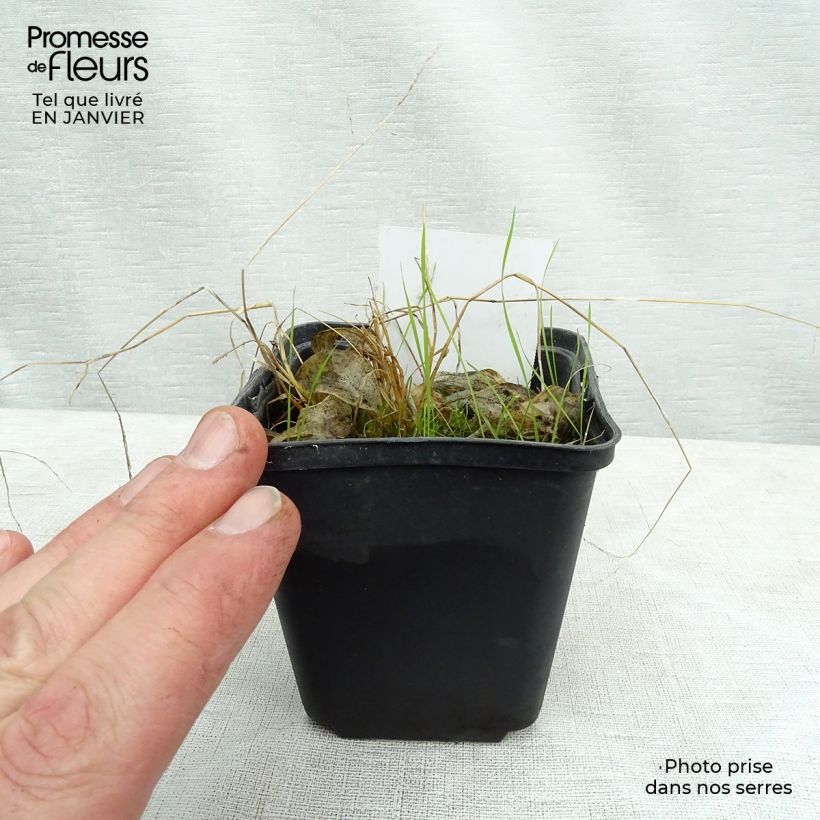 Spécimen de Hosta Rainbows End Godet de 9cm tel que livré en hiver