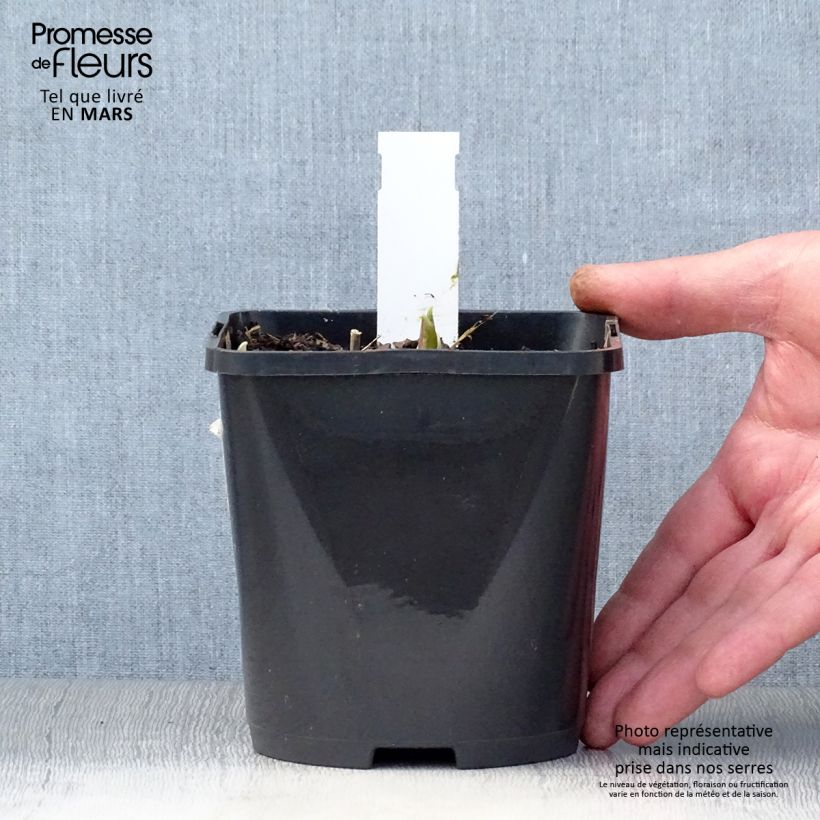 Spécimen de Hosta Rainbows End - Pot de 1.5L/2L tel que livré au printemps