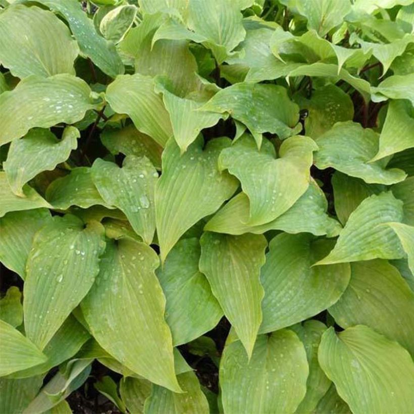 Hosta Red October (Feuillage)