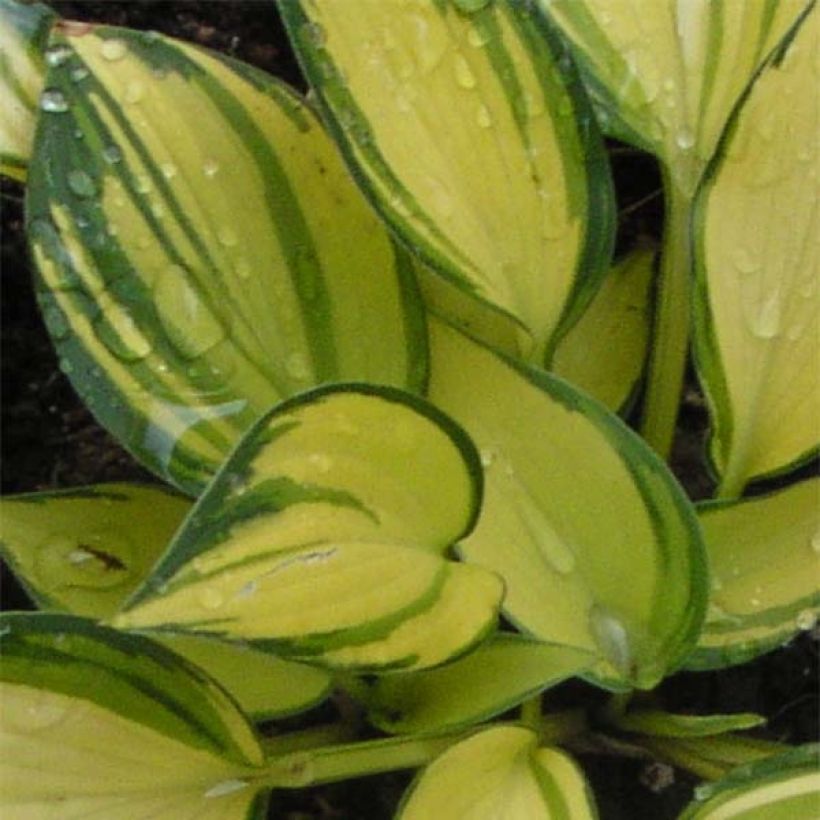 Hosta Remember Me (Feuillage)