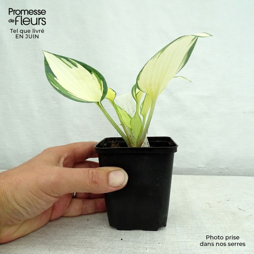 Spécimen de Hosta Remember Me Godet de 8/9 cm tel que livré en été