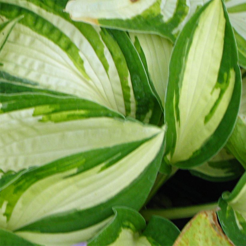 Hosta Reversed (Feuillage)