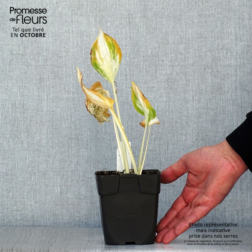 Spécimen de Hosta Revolution Godet de 8/9 cm tel que livré en automne