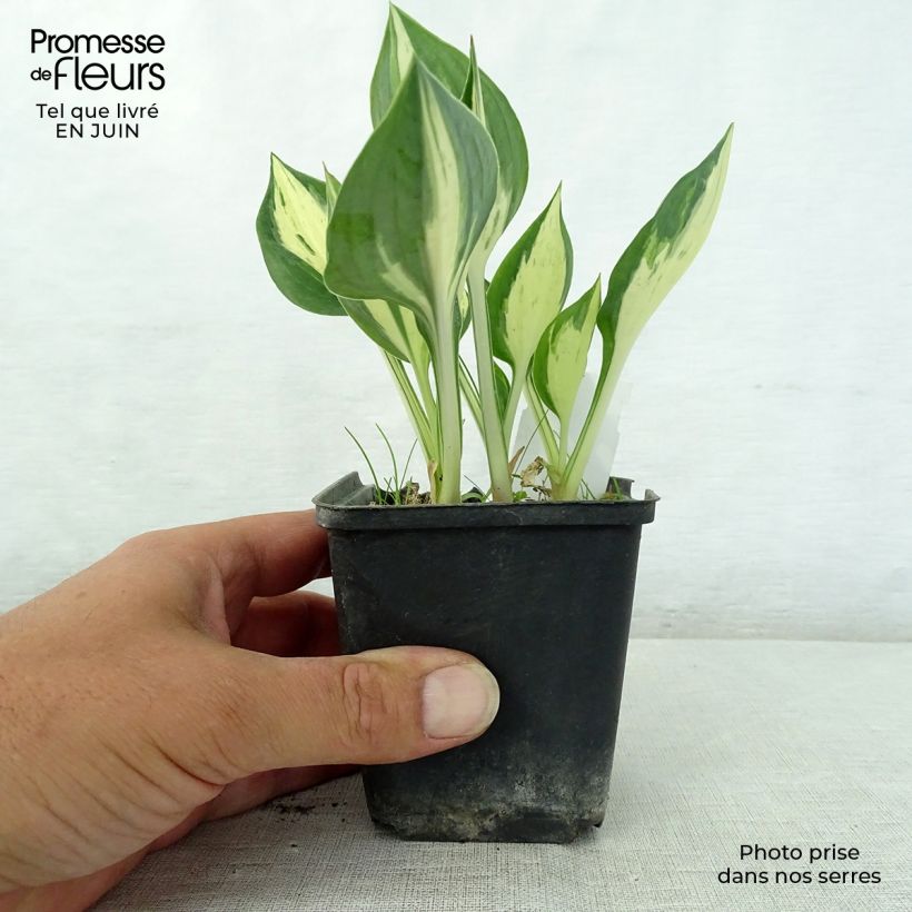 Spécimen de Hosta Revolution Godet de 8/9 cm tel que livré en été