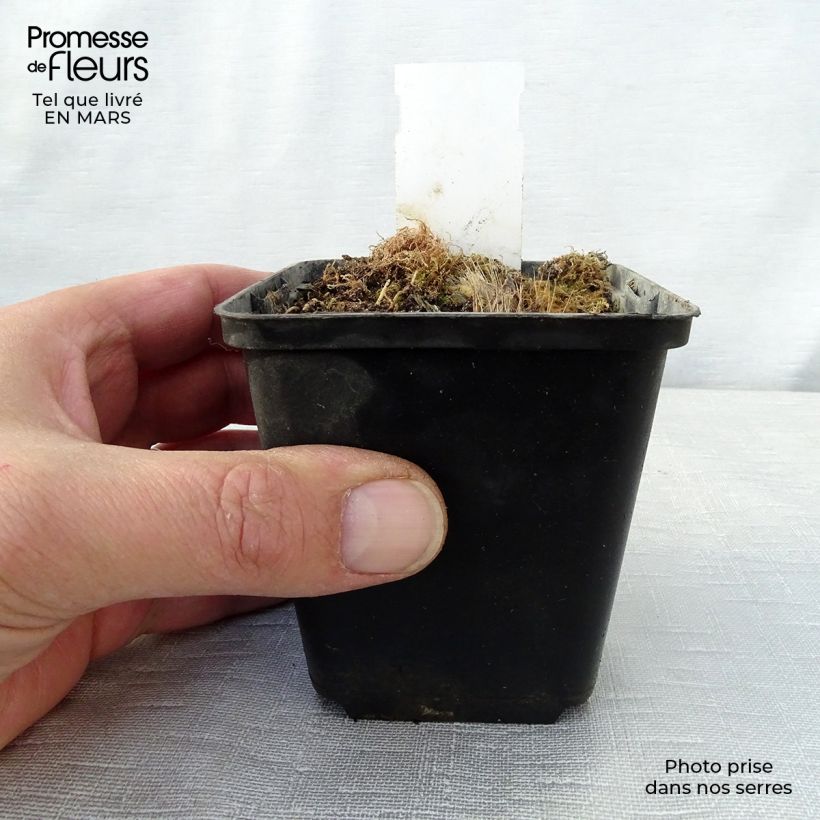 Spécimen de Hosta Revolution en godet de 9 cm tel que livré au printemps