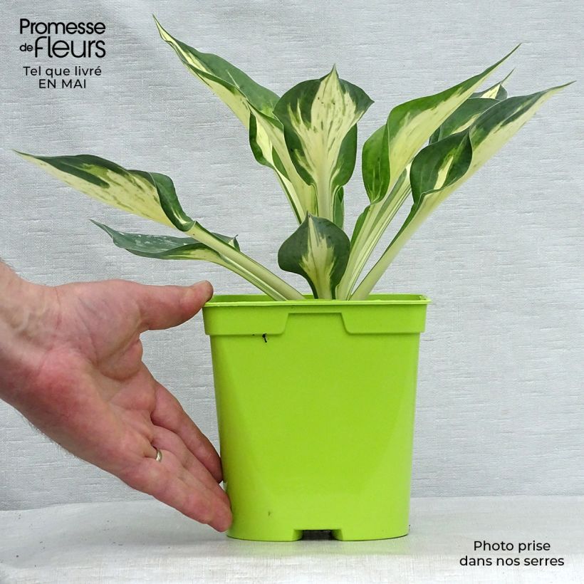 Spécimen de Hosta Revolution en pot de 2L/3L tel que livré au printemps