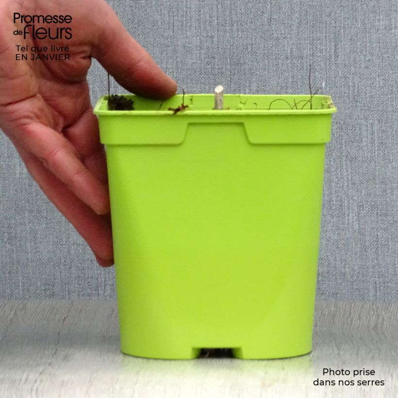 Spécimen de Hosta Revolution Pot de 2L/3L tel que livré en hiver