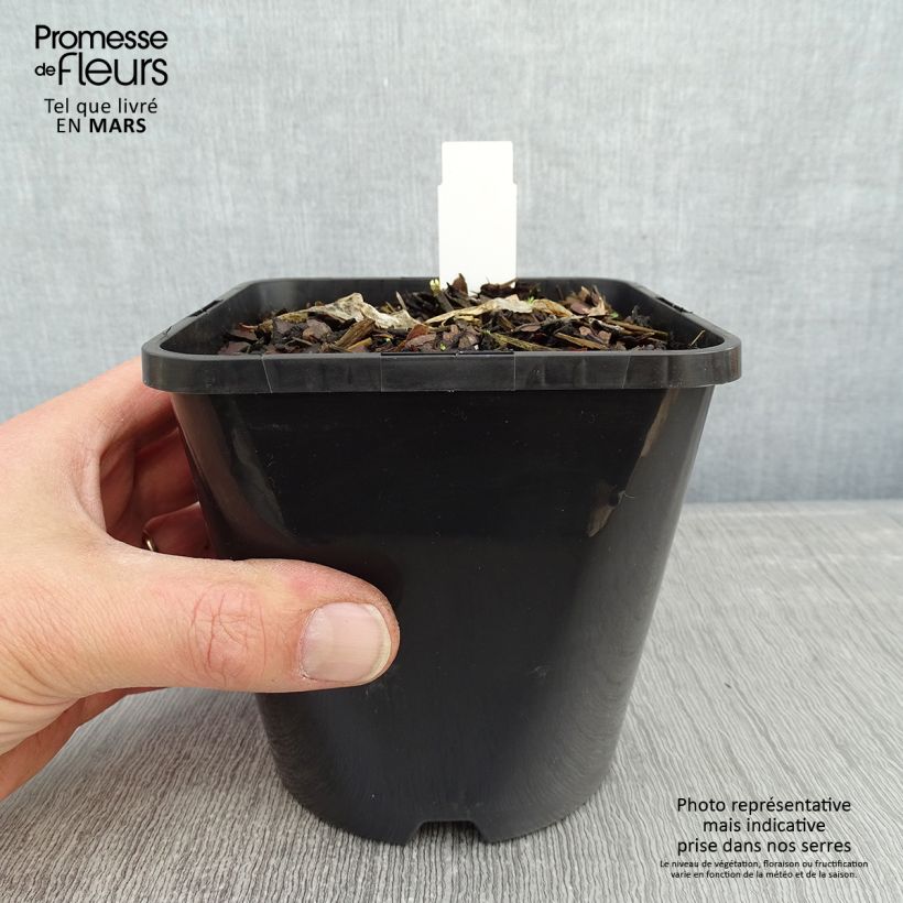 Spécimen de Hosta Ripple Effect tel que livré en hiver