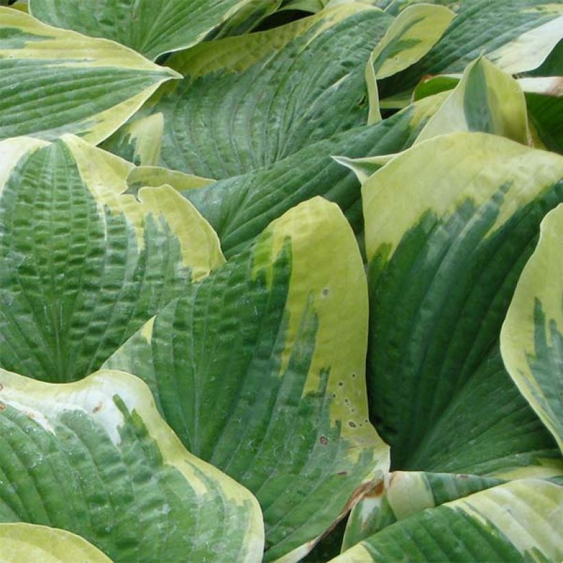 Hosta Robert Frost (Feuillage)