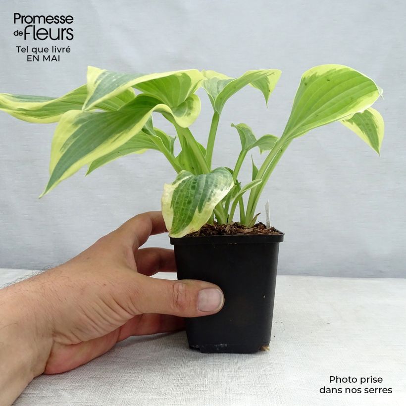 Spécimen de Hosta Robert Frost Godet de 9cm tel que livré au printemps