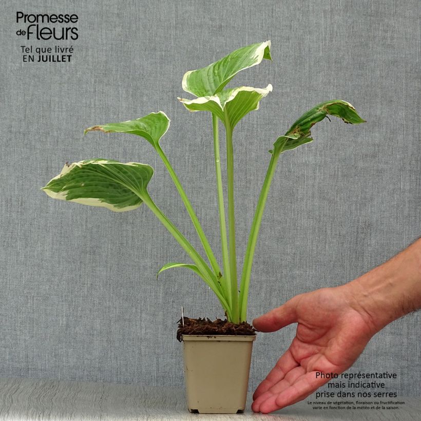 Spécimen de Hosta Robert Frost Godet de 8/9 cm tel que livré en été