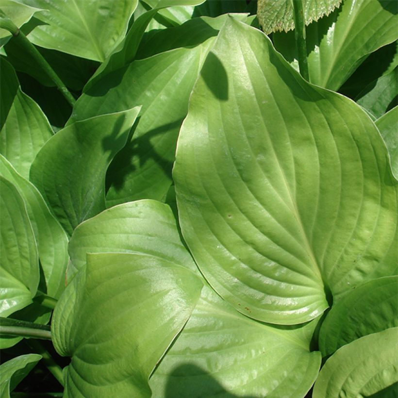 Hosta Royal Standard (Feuillage)