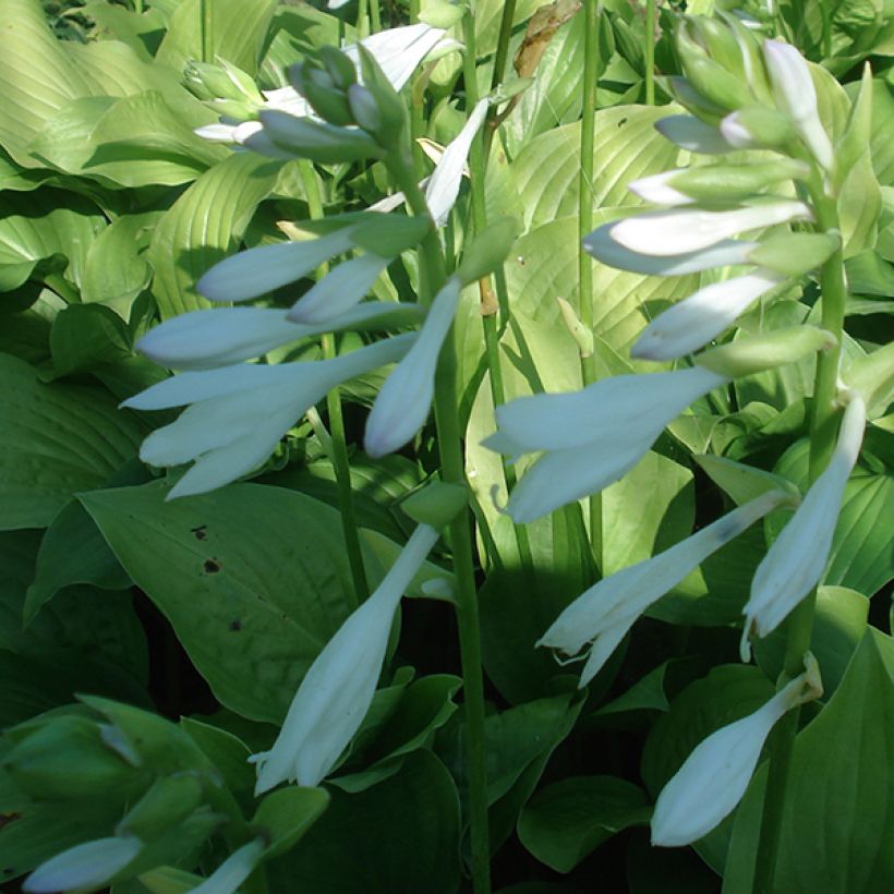 Hosta Royal Standard (Floraison)