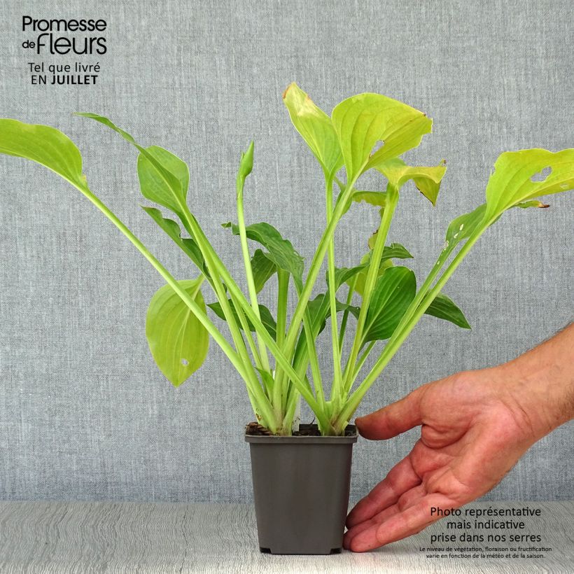 Spécimen de Hosta Royal Standard Godet de 8/9 cm tel que livré en été