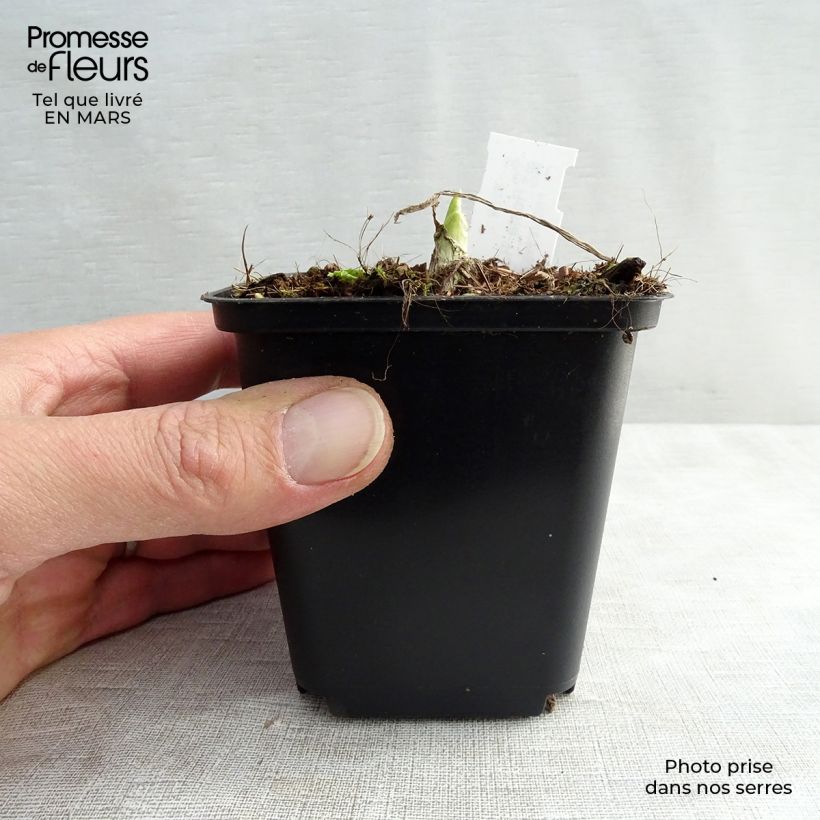 Spécimen de Hosta Royal Standard en godet de 9cm tel que livré au printemps