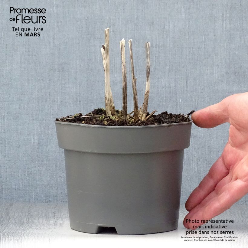 Spécimen de Hosta Royal Standard en pot de 3L tel que livré au printemps