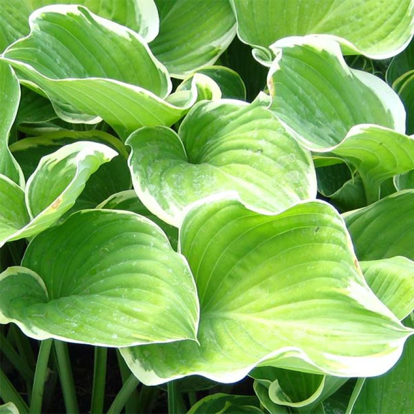 Hosta Sagae (Feuillage)