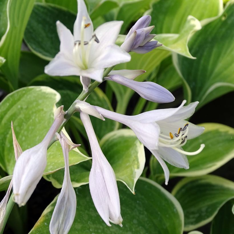 Hosta Sagae (Floraison)