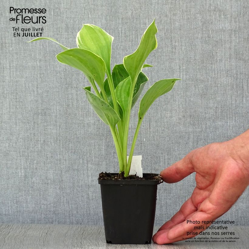 Spécimen de Hosta Sagae Godet de 8/9 cm tel que livré en été