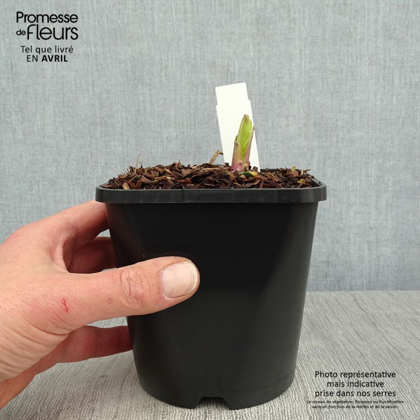 Spécimen de Hosta Saint Elmo's Fire - Pot de 1,5L/2L tel que livré au printemps