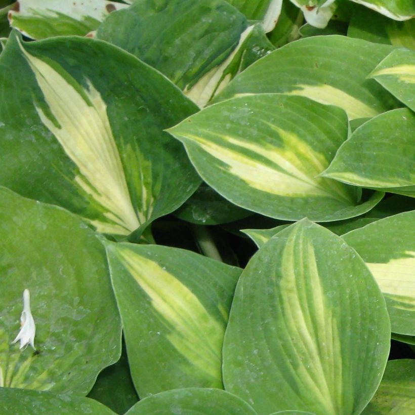 Hosta Saint Paul (Feuillage)