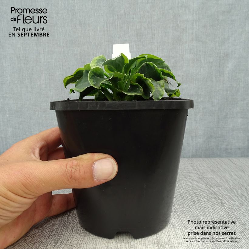 Spécimen de Hosta School Mouse Pot de 1,5L/2L tel que livré en automne