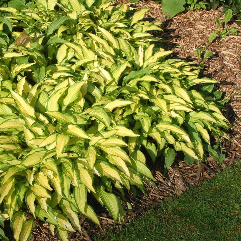 Hosta Sea Sprite (Port)