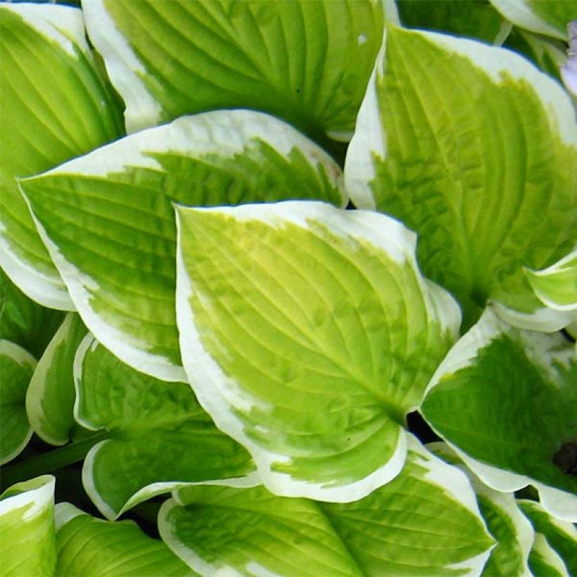 Hosta Shade Fanfare (Feuillage)