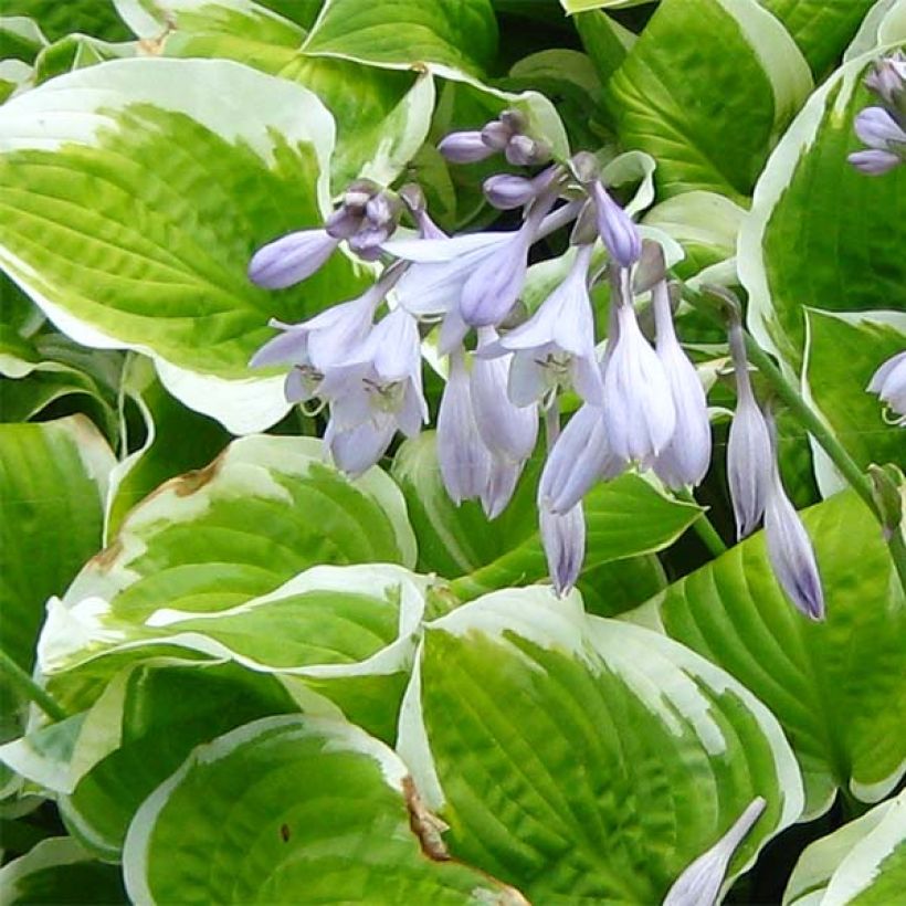 Hosta Shade Fanfare (Floraison)