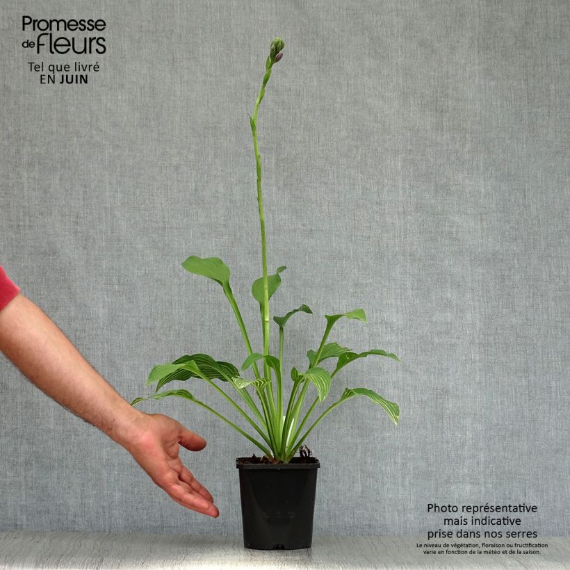 Spécimen de Hosta Siberian Tiger Pot de 1,5L/2L tel que livré en été