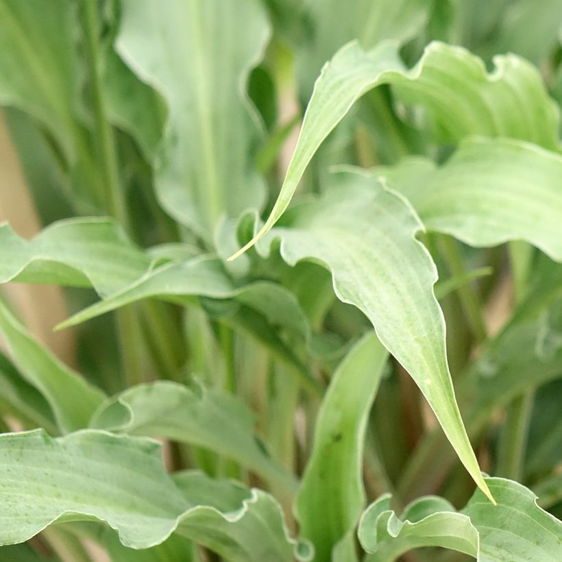 Hosta Silly String (Feuillage)