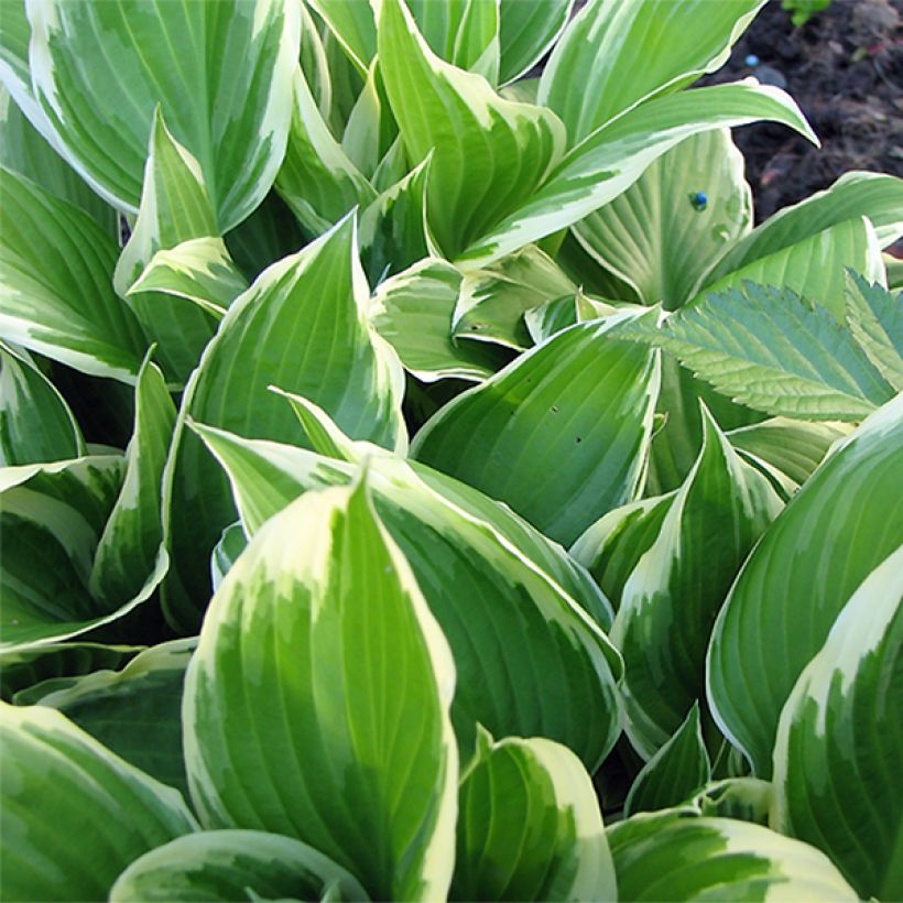 Hosta Silver Crown (Feuillage)