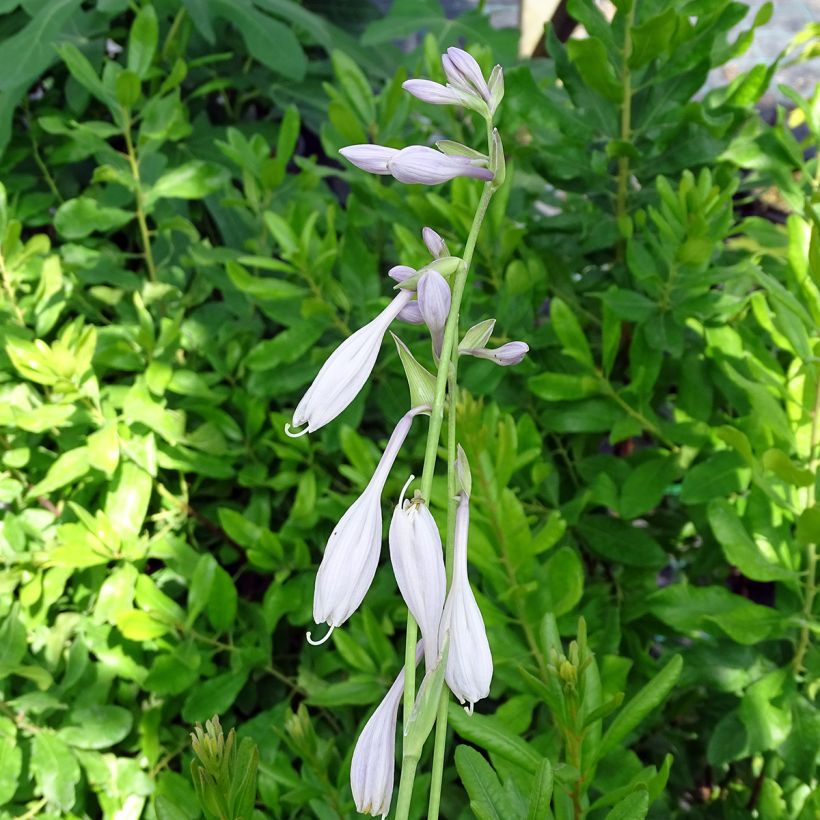 Hosta Silver Crown (Floraison)