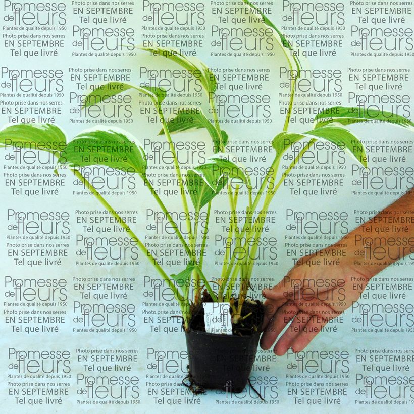 Exemple de spécimen de Hosta Silver Crown Godet de 9cm tel que livré