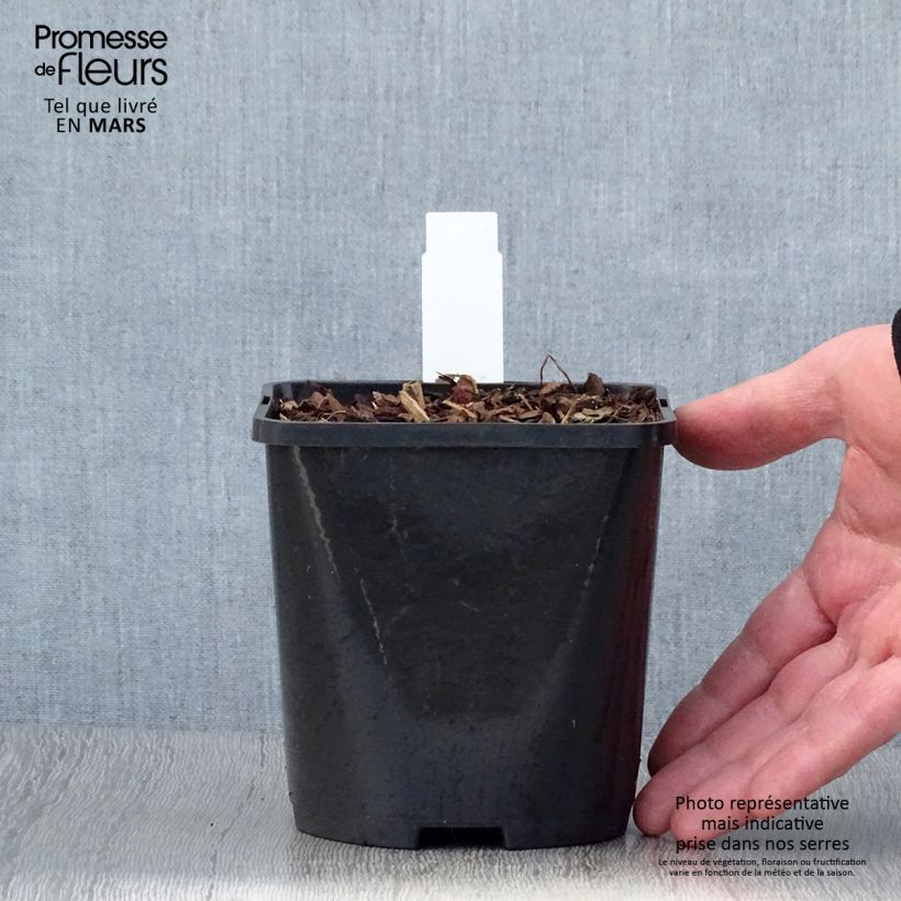Spécimen de Hosta Snake Eyes Pot de 1,5L/2L tel que livré au printemps