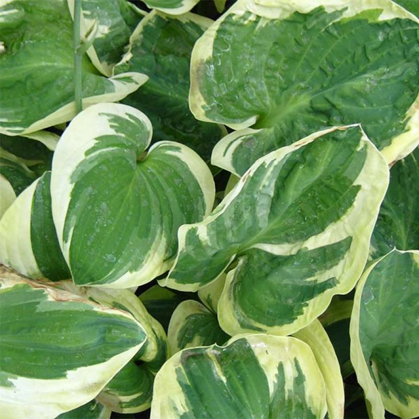 Hosta Snow Cap (Feuillage)