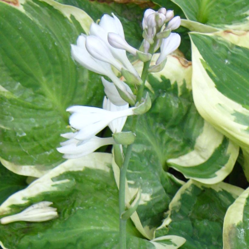 Hosta Snow Cap (Floraison)