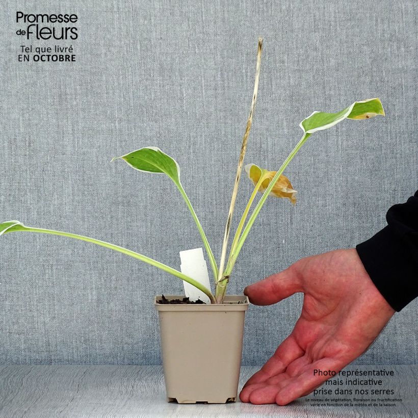 Spécimen de Hosta So Sweet Godet de 8/9 cm tel que livré en automne